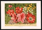 Victorian Spring Flowers Floral Botanical Print London Illustrated Almanac 1867
