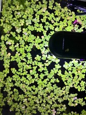 Giant Duckweed Spirodela Polyrhiza Live Floating Aquarium Plant, 50-200 pieces