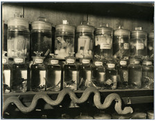 Specimen jars with a wide variety of arachnids (Coleoptera)  Vintage . Photo by 