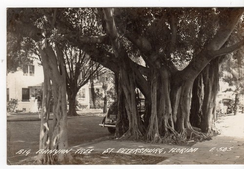Real Photo 1940s Big Banyan Tree At St. Petersburg Florida FL FLA RP RPPC I255