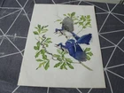 LATE 1800'S 8 3/4" BY 12" BLUEJAYS COLORED LITHO