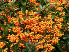 3X FIRETHORN PYRACANTHA ORANGE BERRIES 2LT POT HARDY SHRUBS WHITE