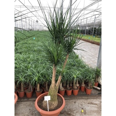 pflanzen glücksfeder Zamioculcas Raven (Schwarze Glücksfeder) ca. 60 cm im Korb – Trendige –  Blumen-Senf® main image 0