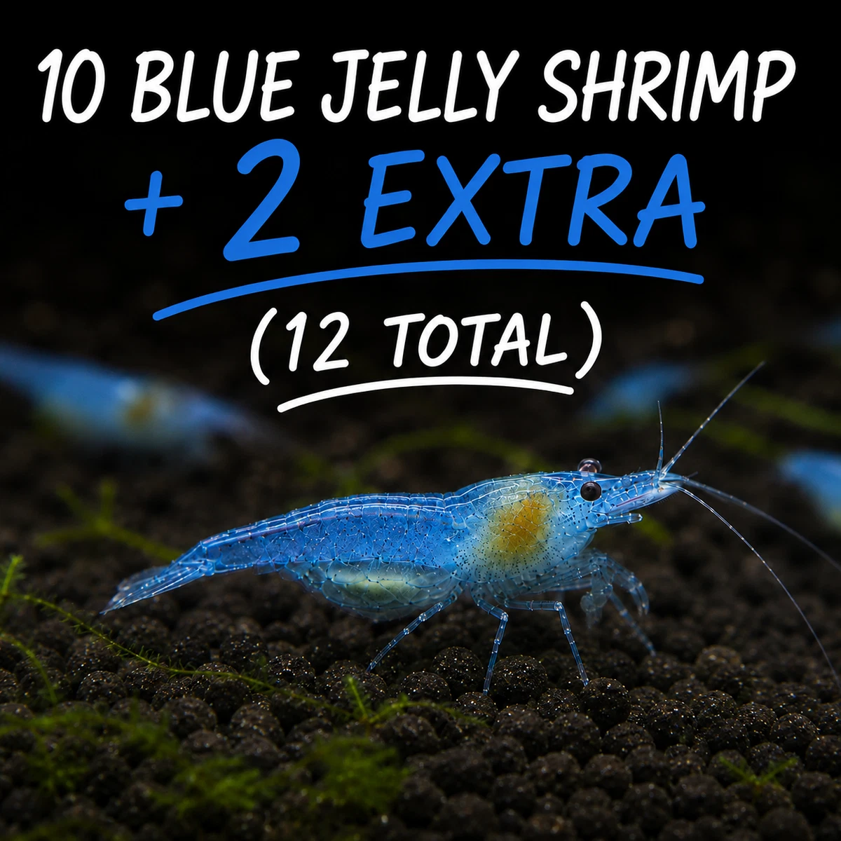 shrimp products for sale | eBay
