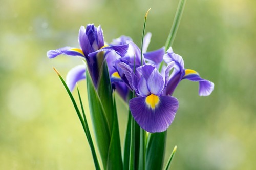 10 Dutch Iris SAPPHIRE BEAUTY Spring Flowering Bulbs Blue Garden Hardy Perennial - Picture 4 of 12