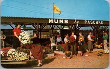 c1950s NORTH-EAST, Pennsylvania Advertising Postcard "Mums by Paschke" Florist