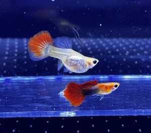 Glass Guppy | eBay