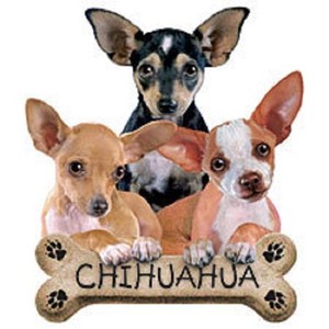 ebay chihuahua puppies