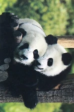 Pair of Pandas --POSTCARD