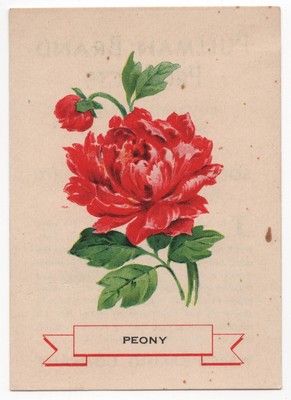 1920s Peony Flower Trading Card Weber Bread D35? Like Cigarette Silks S49