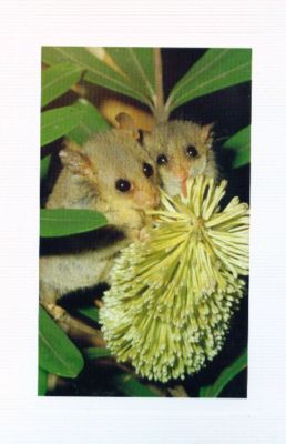 Australien: Grußkarte: Zwerg- Possums auf einer Banksie