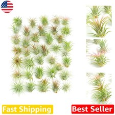Wholesale Ionantha Air Plants 30 Count - Assorted Mini Live Decor, Air Purifying