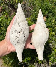 HUGE Florida Fossil Gastropods Turbinella regina 8.5” and 7.5” Pliocene Shells