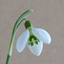 Galanthus nivalis Conundrum snowdrop bulb x 1 (multibuy discount) newly