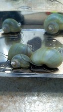5 Purple Mystery Snail, Small and Medium