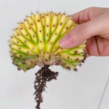 4CM Succulent Cactus Plant Cereus Pachanoi Crest Variegated Cactaceae Beautiful