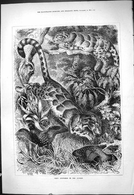 Original alter antiker Druck graue Leoparden Dschungel Wildkatzen Tiere 1877 19.