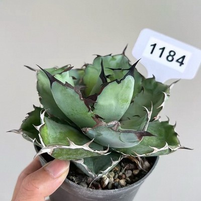 1PCS 10cm Seedgrowth Agave Titanota Blue Whale Cactis Rare Garden Seedling