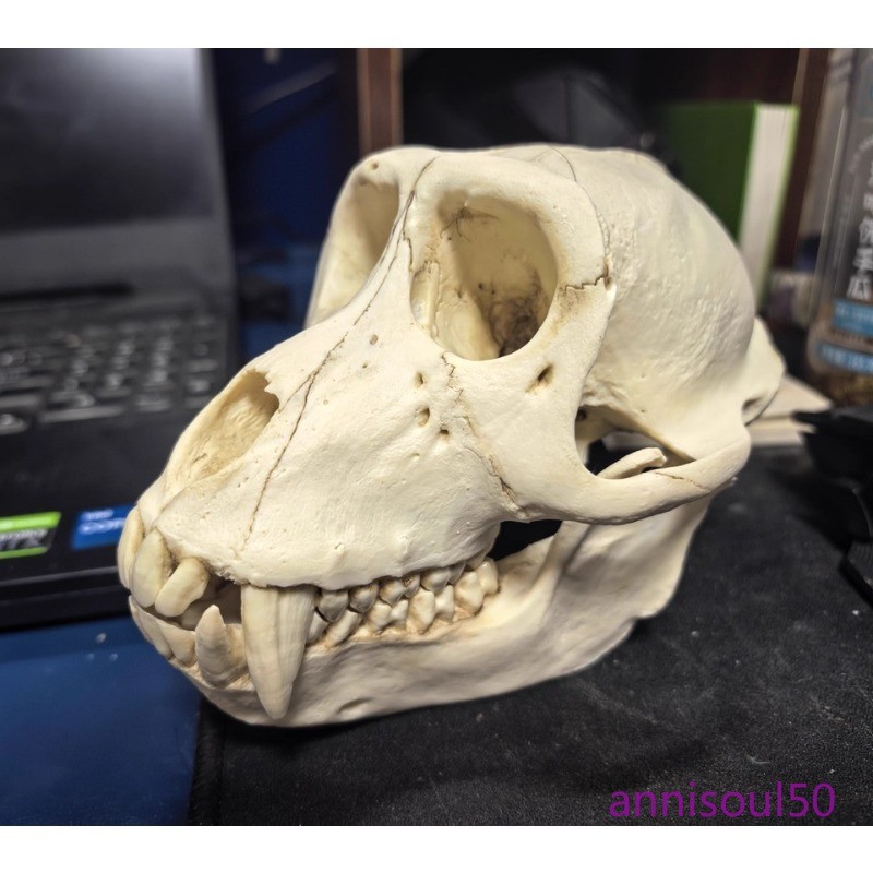 Short-tailed Monkey Simulated Skull Specimen Model Figurine Statue