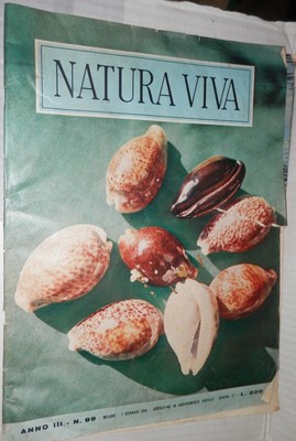 NATURA VIVA N 99 7. Januar 1961 Murici Schnecken Seehase Purpore