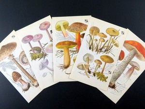 Vintage Mushroom Prints – 5 Botanical Book Pages for DIY Junk Journal & Collage