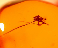 Spider with Very Long Legs and Insects in Dominican Amber Fossil Gemstone