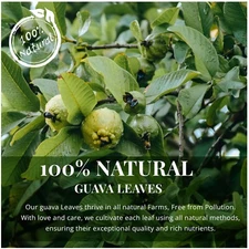 2.6 0z Hojas De Guayaba, All Natural Dried Guava Leaves, Herbal Loose Leaf Tea