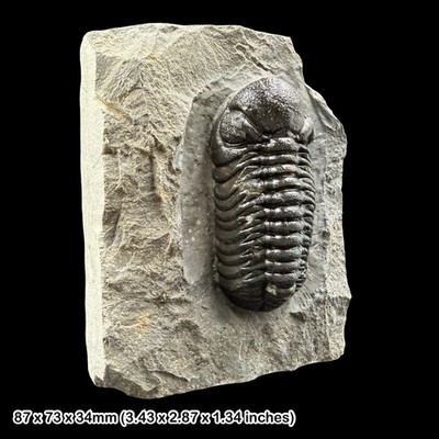 Phacops Trilobit Fossil A Klasse Devon Marokko Taboumakhlouf Formation