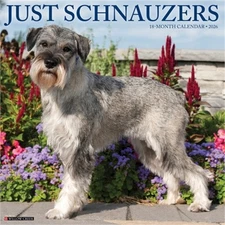 Schnauzers 2026 12 X 12 Wall Calendar (Bookbook - Detail Unspecified)