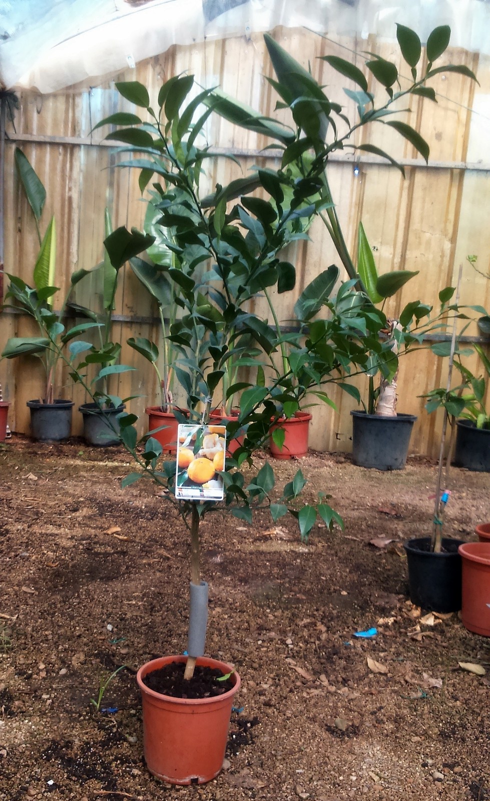 LIMONERO YUZU.PLANTA DE CITRUS JUNOS.-10ºC.