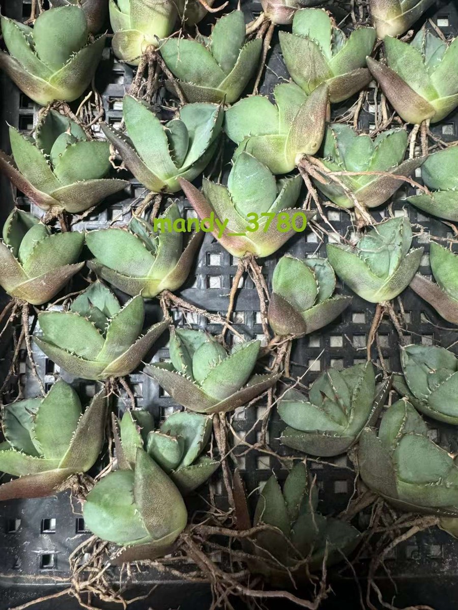 Rarecactus Succulent Plant Agave Titanota Juggernaut Home Garden