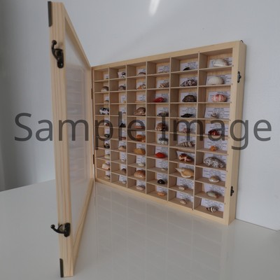 60 verschiedene Indopazifik Muschel Exemplare mit Datenetiketten Display mit Deckel 3