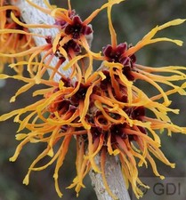 Zaubernuß Aphrodite 60-80cm - Hamamelis intermedia
