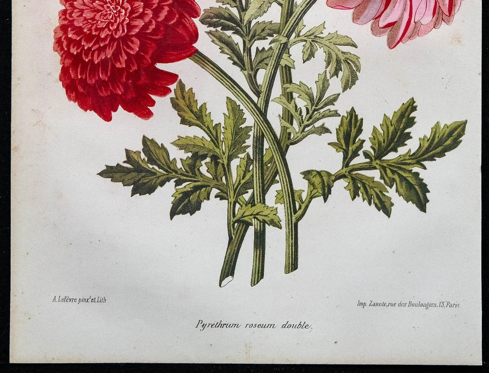 1864 - Chrysanthème - Gravure ancienne de fleur en couleurs - Botanique - Photo 3/3