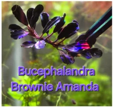 Bucephalandra Brownie Amanda-Live Aquatic Buce Epiphyte Rhizome Aquascape Plants