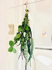 17" Eucalyptus  Lavender Bundle Real Shower Flowers Natural Home Wedding Decor