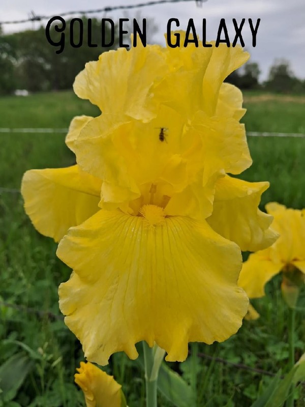 GOLDEN GALAXY: tall bearded iris: 1 bonus with any 5