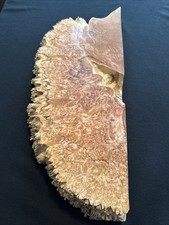 Lace Maple Burl, Live Edge, 20” Long, 8” Widest, 2 1/4” Thick, Dry
