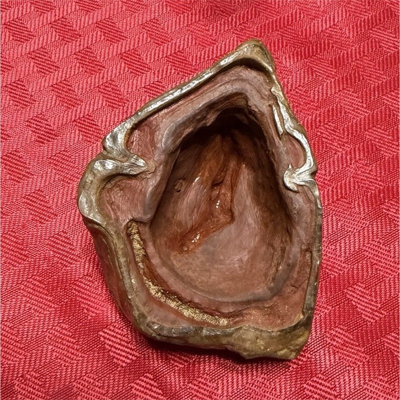 Natural Oyster Shell Single Half Collectible Seashell Specimen Brown/Tan