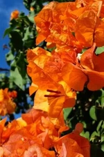 Well Rooted **BENGAL ORANGE** Live VARIEGATED Bougainvillea starter/plug plant*