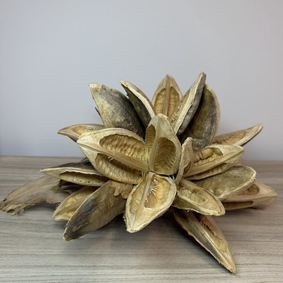 Vickerman Natural Star Pod Extra Large Dried Botanical Decor Rustic Centerpiece