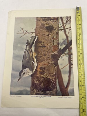 White-Breasted Nut￼ Hatch col. Chi. Acad. Sciences Nature Study Pub Co 1897 F2B
