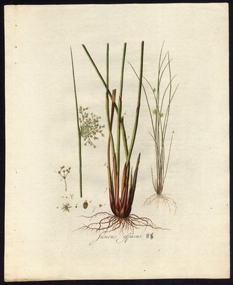 Antiker Druck-JUNCUS EFFUSUS-COMMON-SOFT RUSH-84-Flora Batava-Sepp-1800