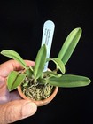 DO - Sophronitis coccinea 4n 'DO Too' x self, Cattleya, Orchid species, rare! — photo 4