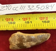 Rare Carcharodontosaurus Dinosaur Tooth T Rex Cousin 95 Mil Yrs Fossil 2 1/4”
