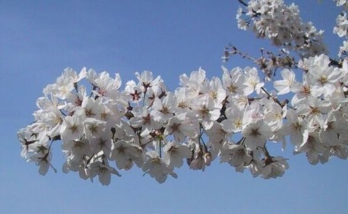 Cherrys Flowering Yoshinos Ornamental Tree Has A Fragrant White Flowers 2.5" Pot - Picture 3 of 6