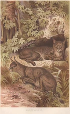 1883 Brehms Thierleben Chromolithograph Desert Lynx Original Color Book Plate