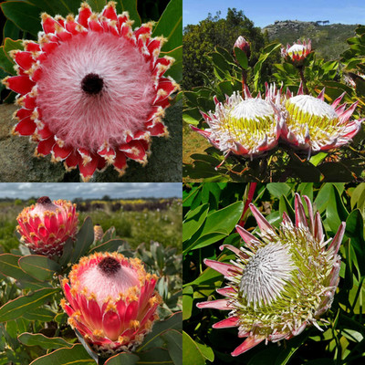 King and Queen Protea Se eds Kit (5x Protea cynaroides + 5x Protea magnifica)