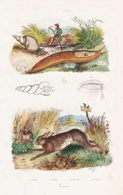 Hasen rabbits hares Schnecken snails engraving Stahlstich Guerin-Meneville 1833