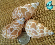3 LARGE MEDIUM BABYLONIA JAPONICA SEA SHELLS FOR HERMIT CRABS, CRAFT